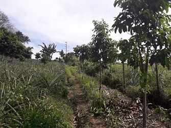 Vacant Lot in Pusil Road, Brgy Iruhin East Tagaytay City, Cavite For Sale - 9800 Sqm